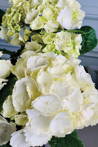 Hydrangea, Florist's White