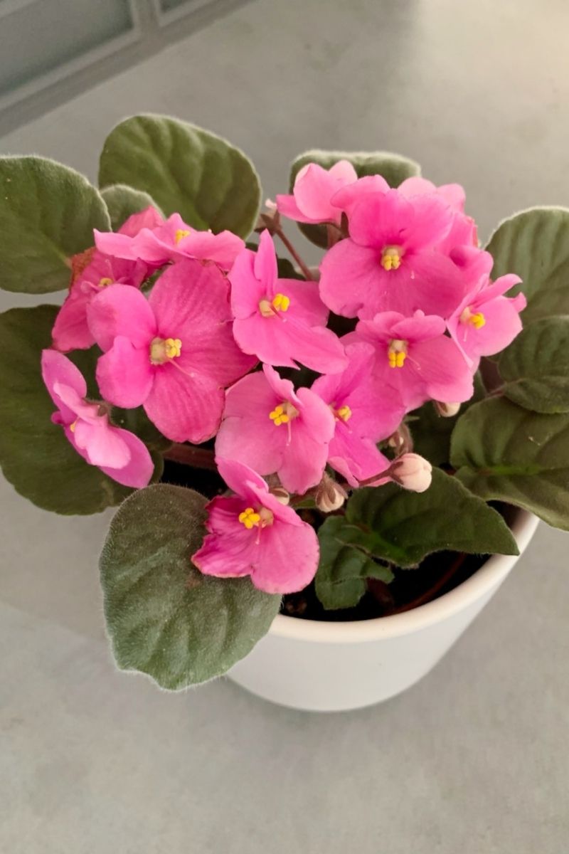 African Violet, Pink 4"