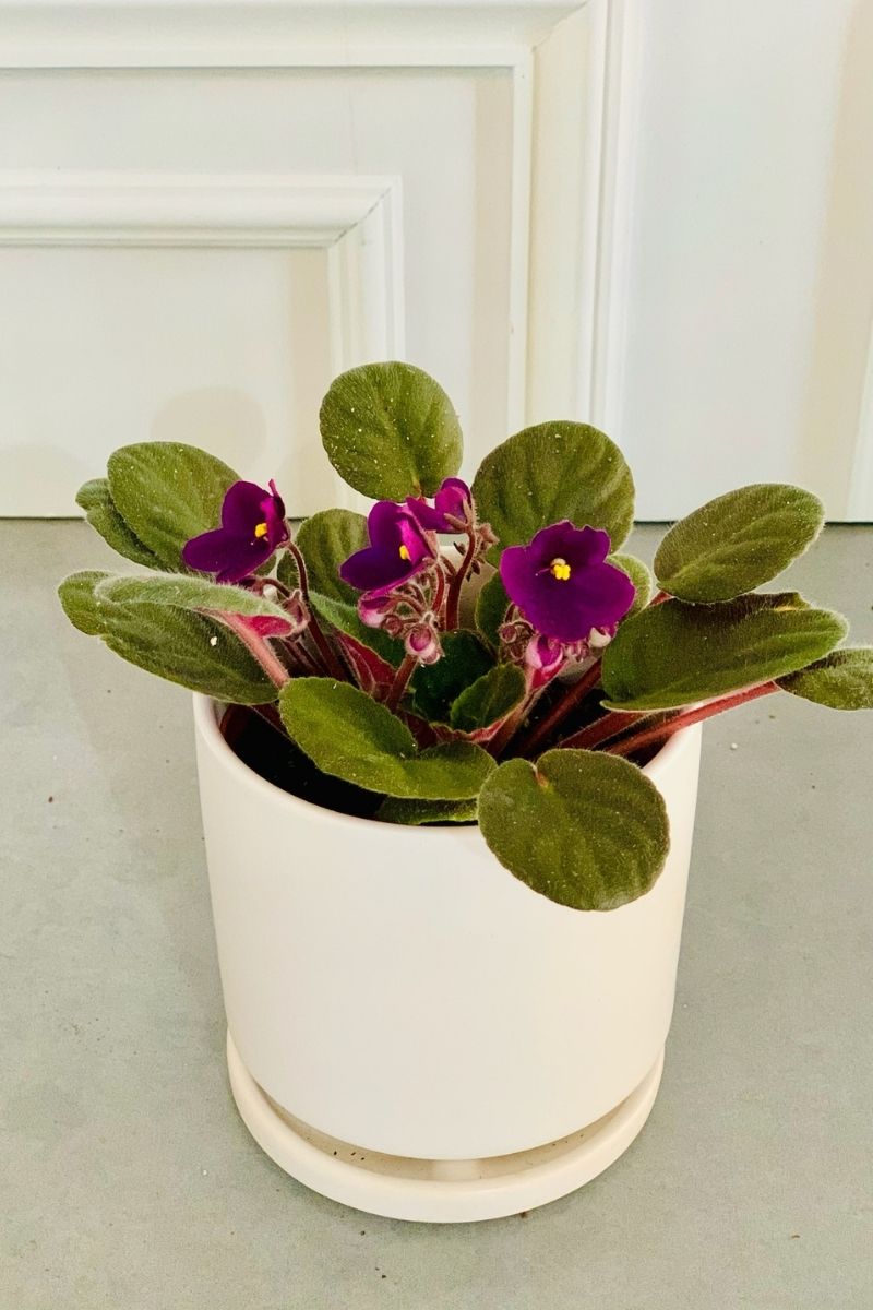 African Violet, Purple 4"