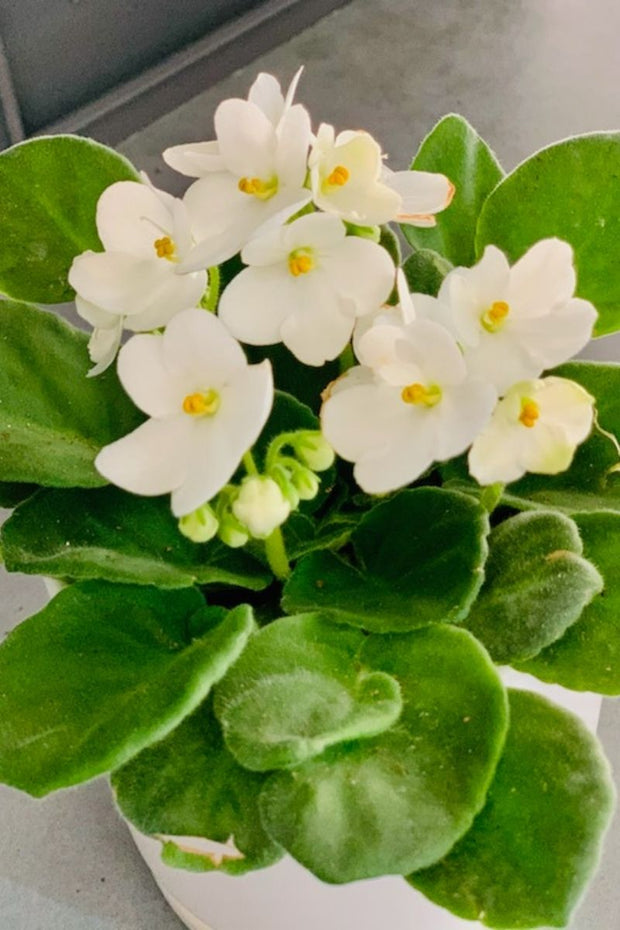 African Violet, White 4"