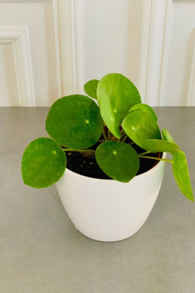 Chinese Money Plant 4"