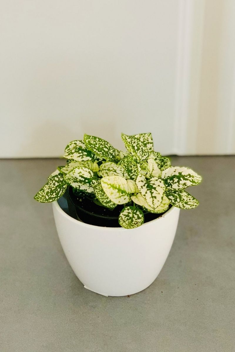 Hypoestes, Polka-Dot White 4"