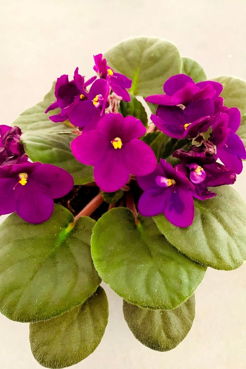 African Violet, Blue 4"