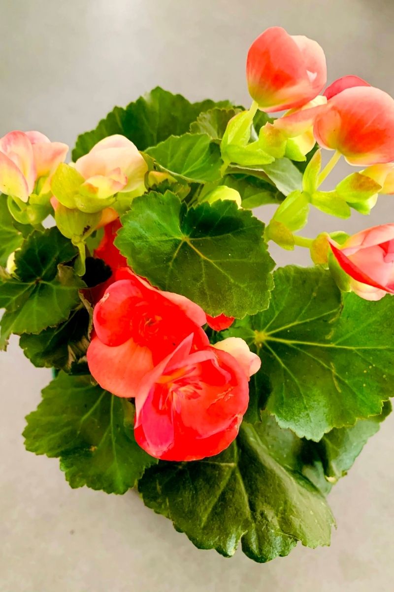 Begonia, Rieger Pink 4.5"