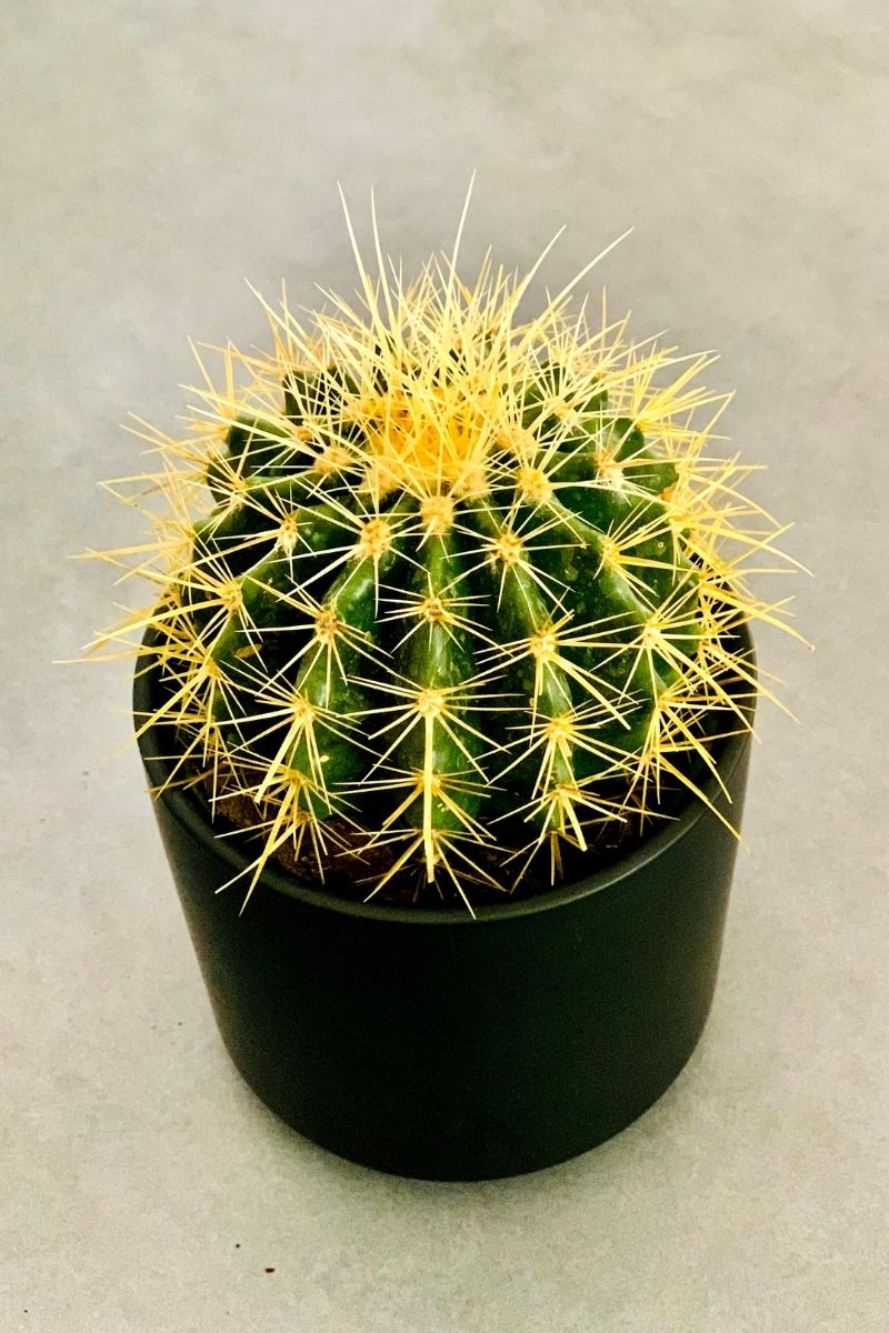 Cactus, Golden Barrel 4