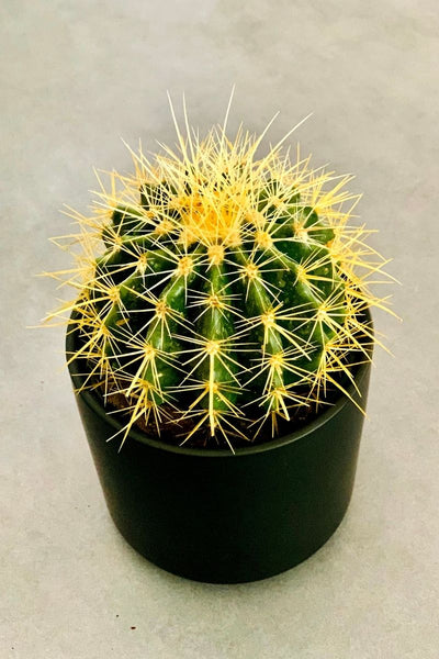 Cactus, Golden Barrel 4"