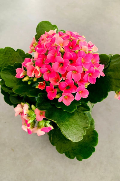 Kalanchoe, Pink 4