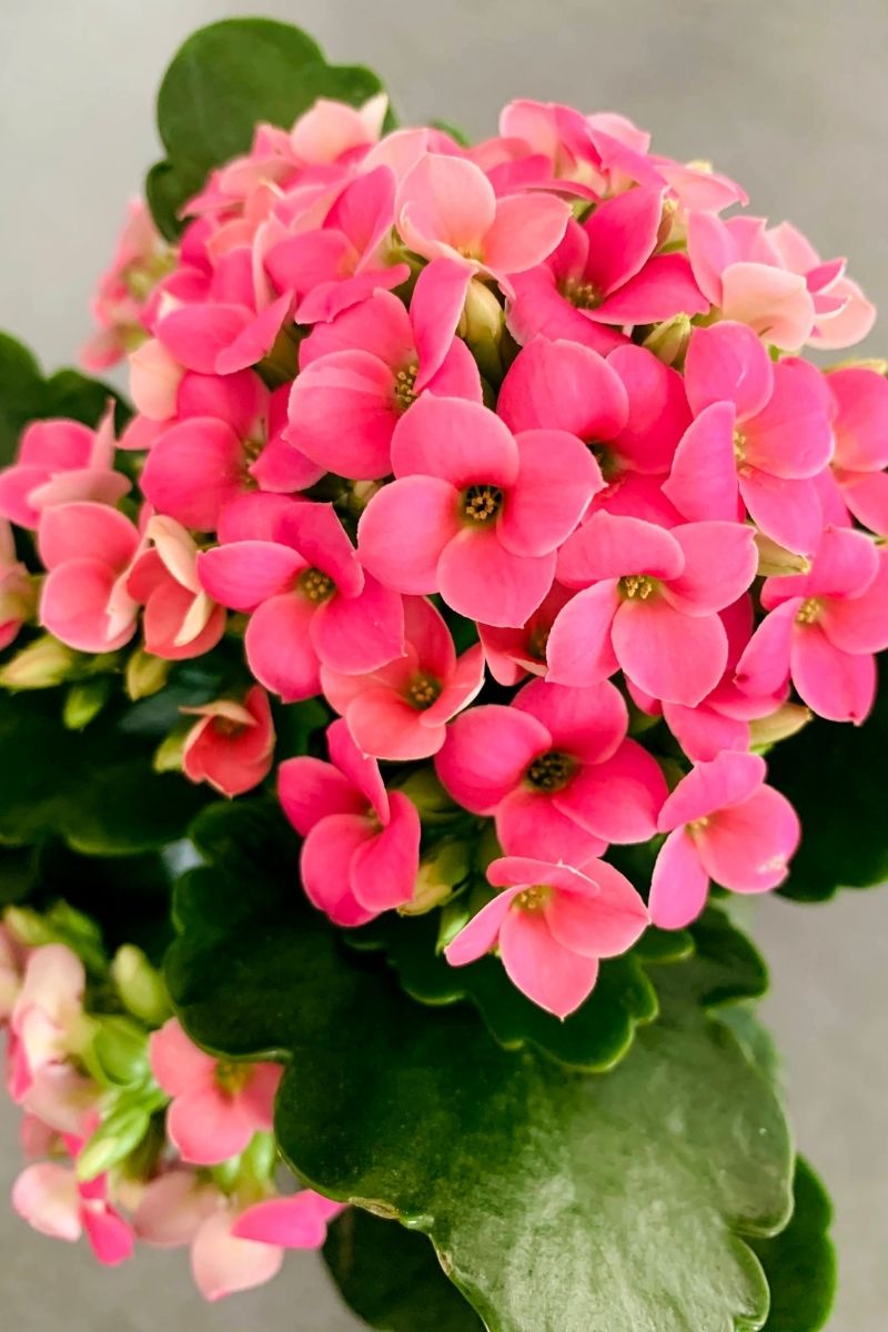 Kalanchoe, Pink  6"