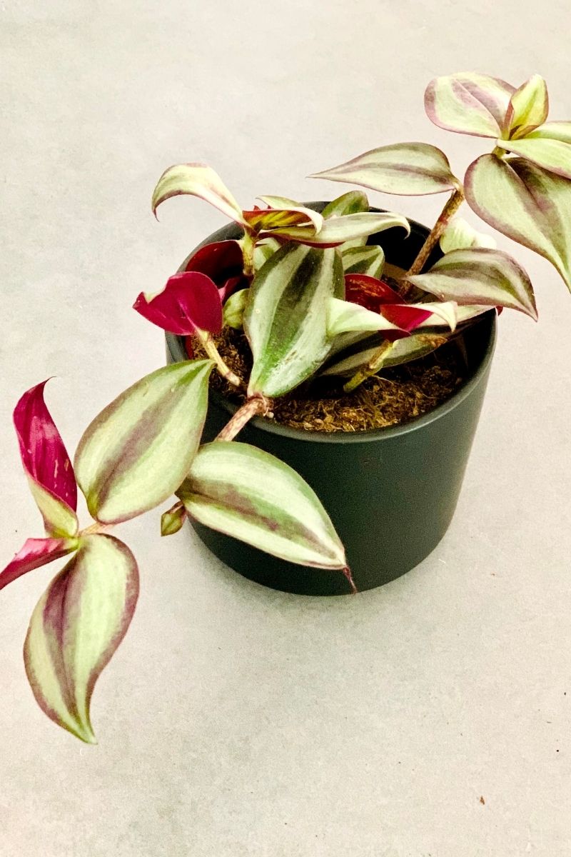 Ttradescantia Zebrina Inch Plant, Burgundy 4"