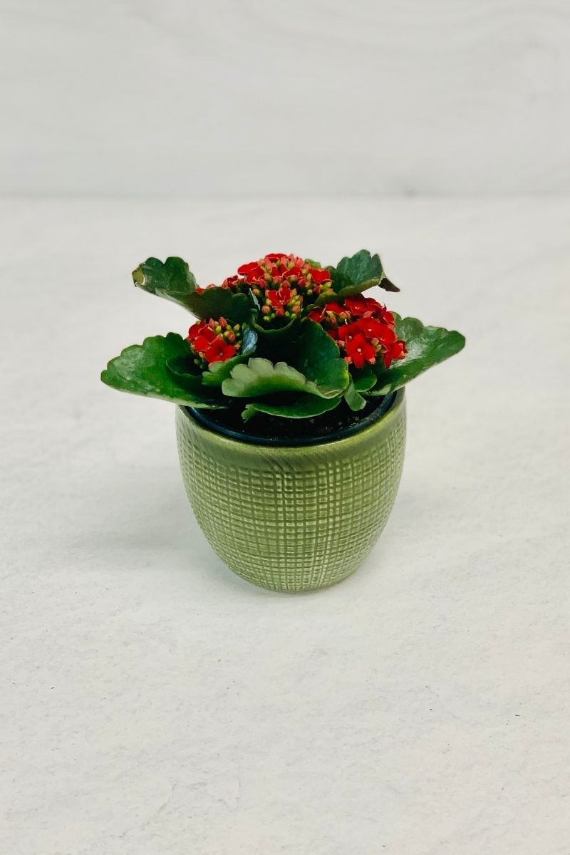 Kalanchoe, Calandiva Red 6"