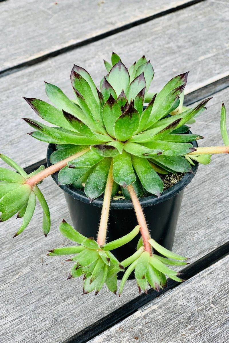 Hen & Chicks, Appletini