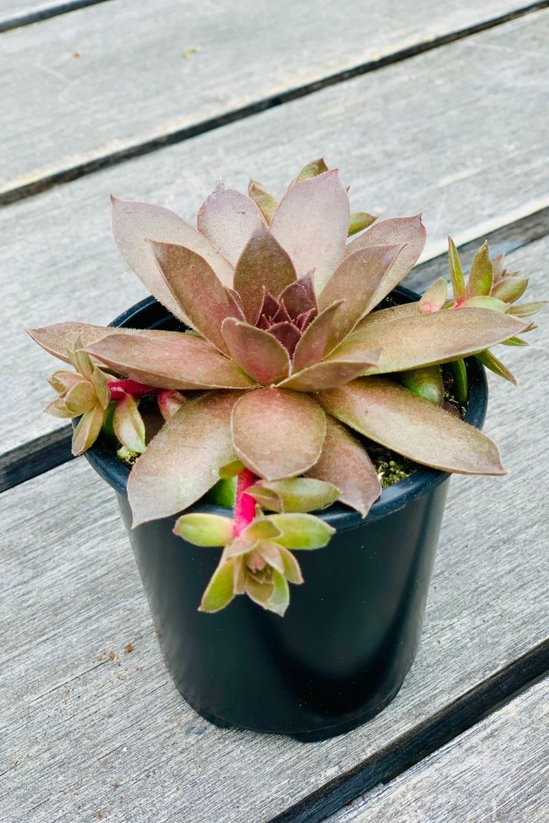 Hen & Chicks, Choc Kiss