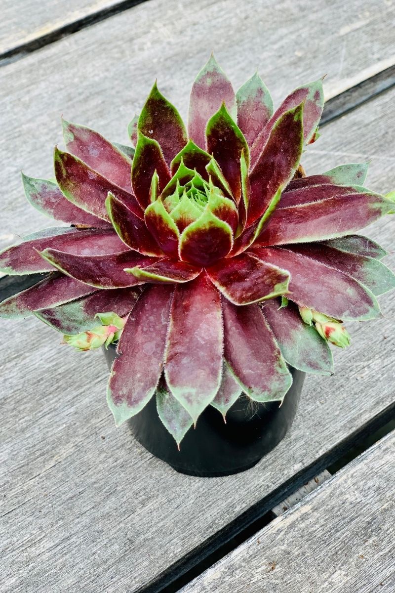Hen & Chicks, Cra Cocktail