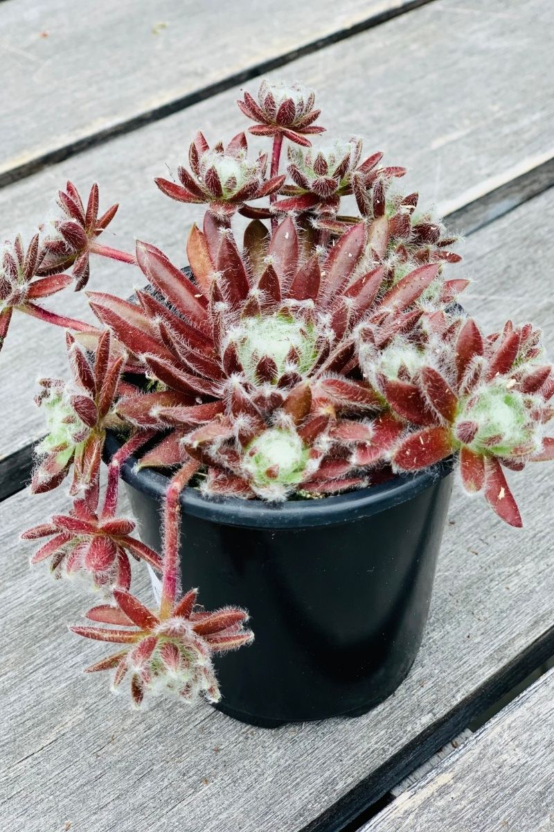 Hen & Chicks, Cos Cocktail
