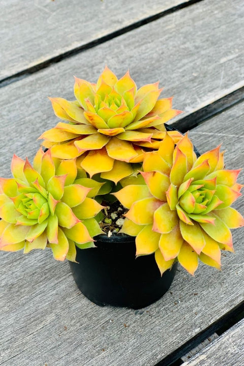 Hen & Chicks, Gold Nugget