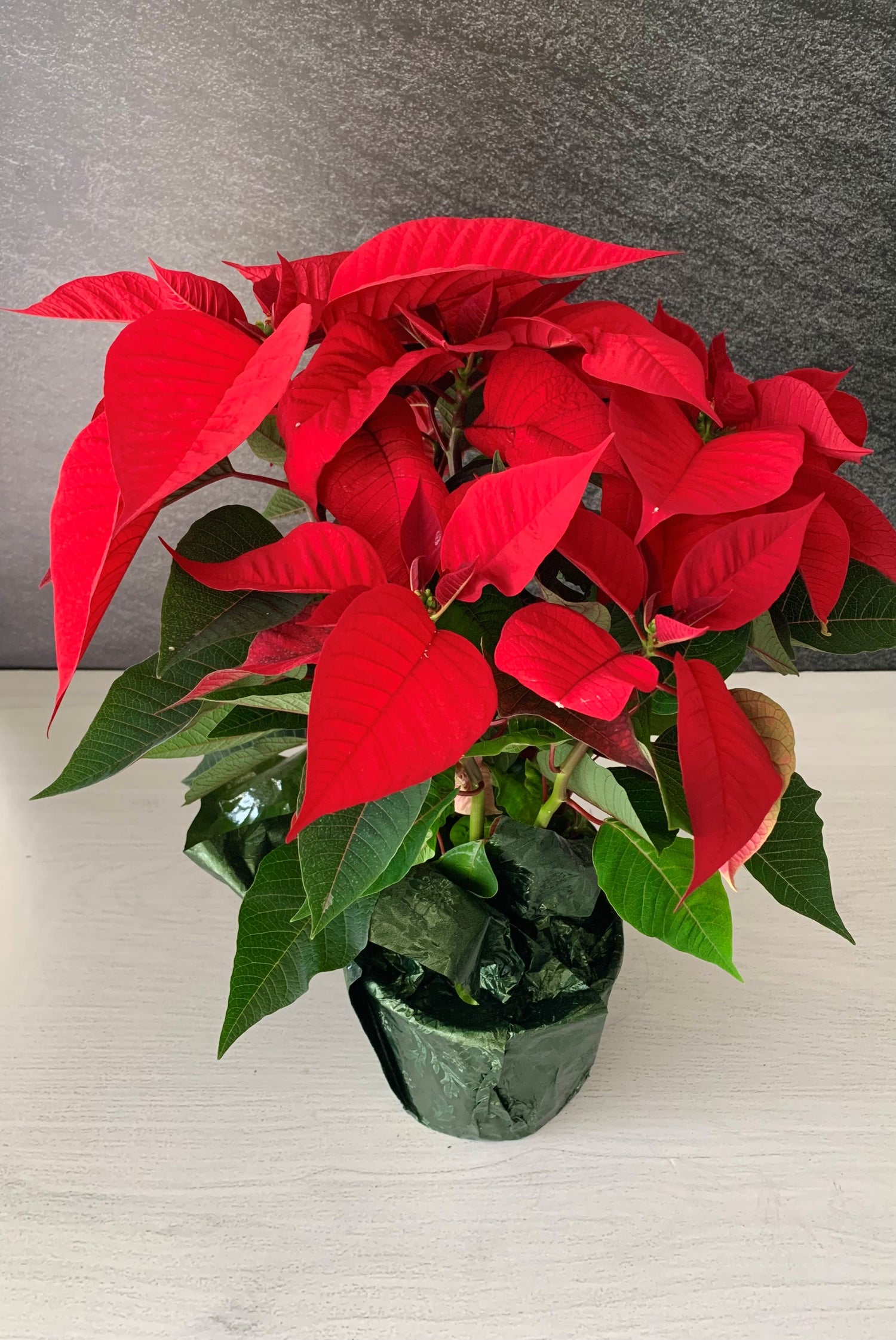 Poinsettia, Red 6"