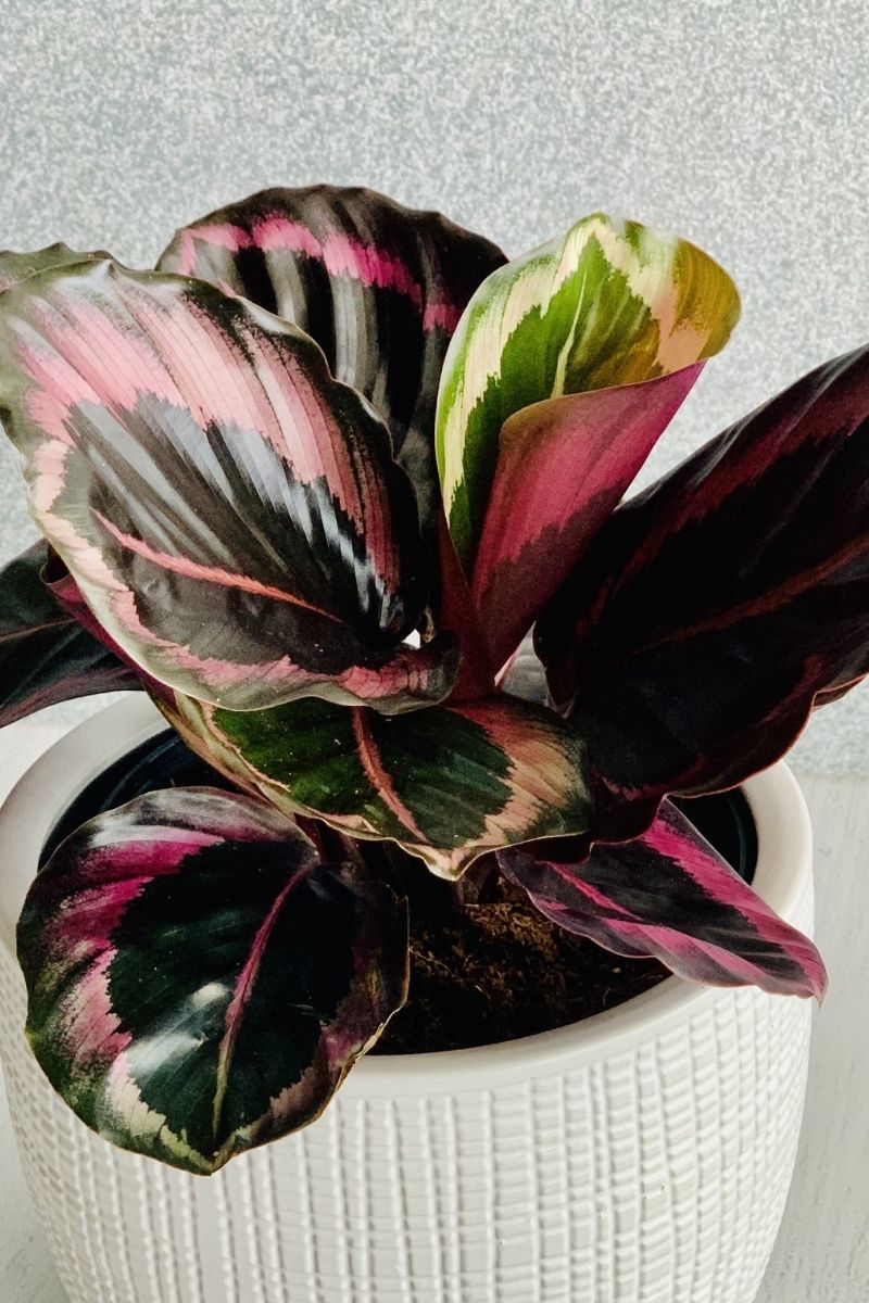 Calathea, Roseopicta 6"