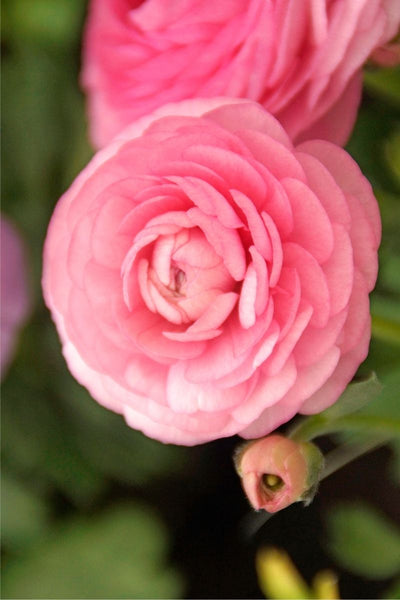 DeVroomen Ranunculus Pink 10/pk