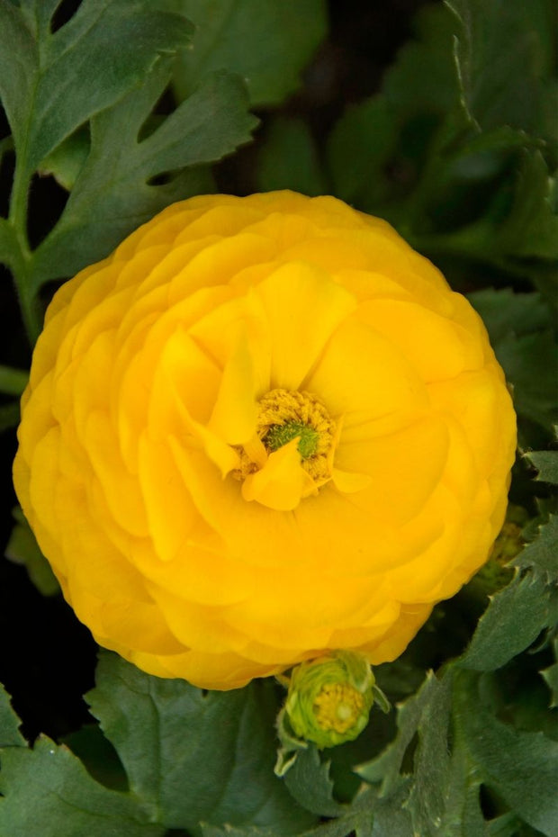De Vroomen Ranunculus Yellow 10/pk