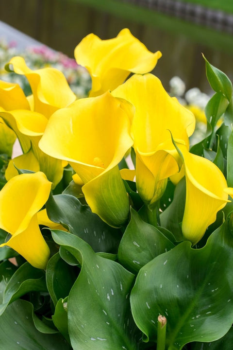 BULB CALLA MILLENIUM GOLD