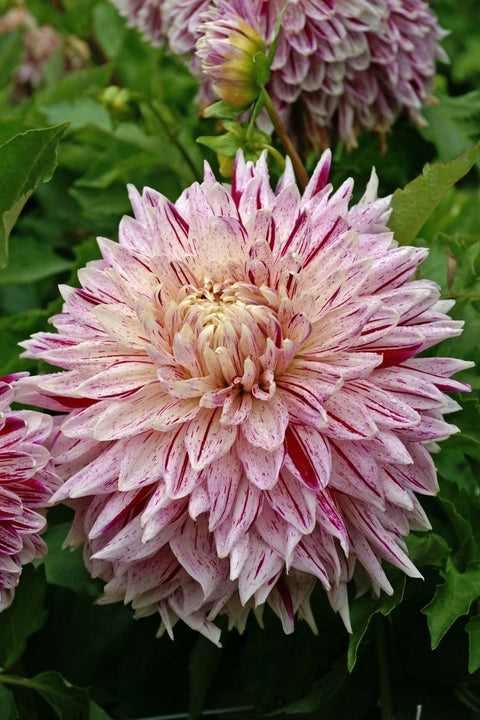 BULB DAHLIA DECORATIVE AVIGNON