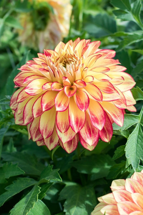 BULB DAHLIA DECORATIVE LAKE ON