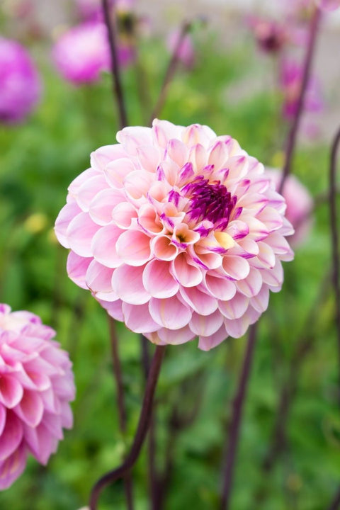 BULB, DAHLIA POMPON WINE EYED