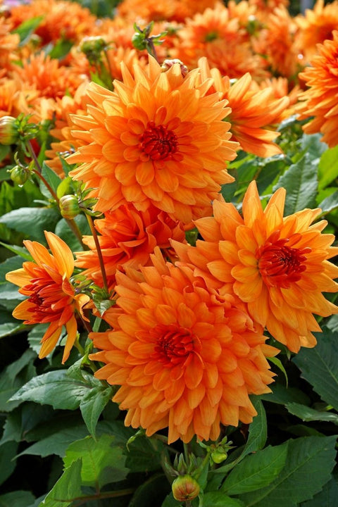 BULB, DAHLIA PATIO ORANGE GLOR