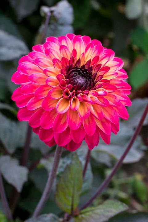 BULB DAHLIA DECORATIVE TIRZA