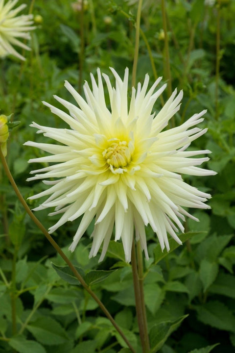 BULB, DAHLIA SEMICACTUS SHOOTI