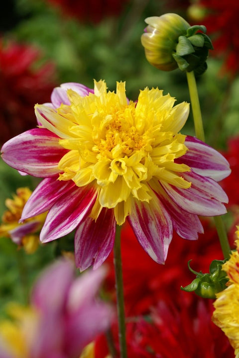 De Vroomen Dahlia Boogie Woogie 1/pk