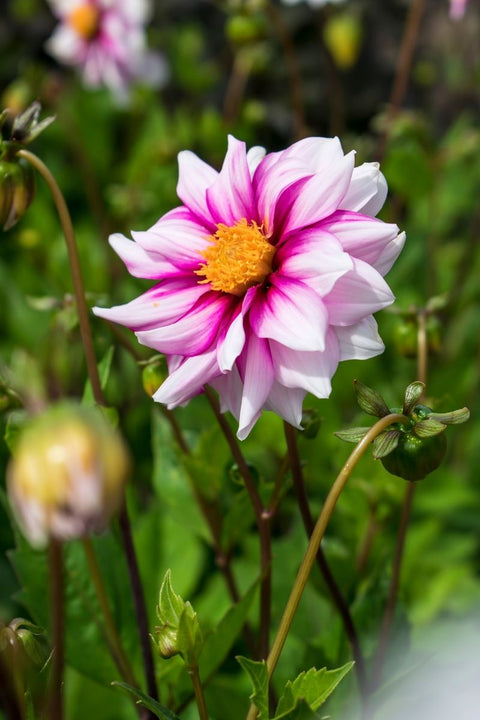 BULB, DAHLIA MIGNON EDGE OF JO