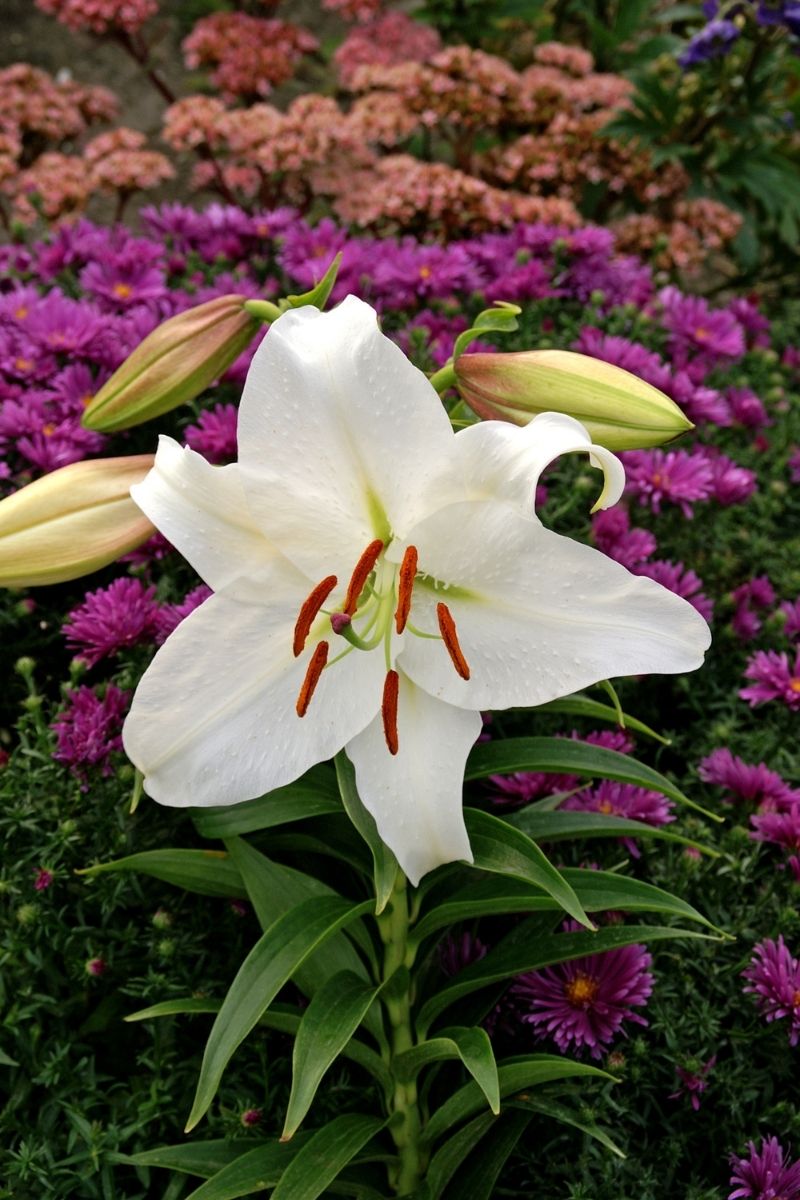 DeVroomen Lilium Casa Blanca 2/pk