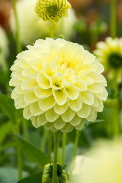 BULB DAHLIA BALL BOOM BOOM YEL