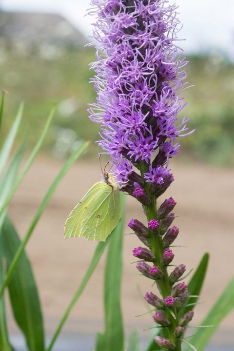 BULB, LIATRIS SPICATA