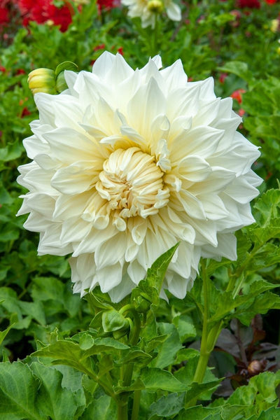 DeVroomen Dahlia Fleurel 1/pk