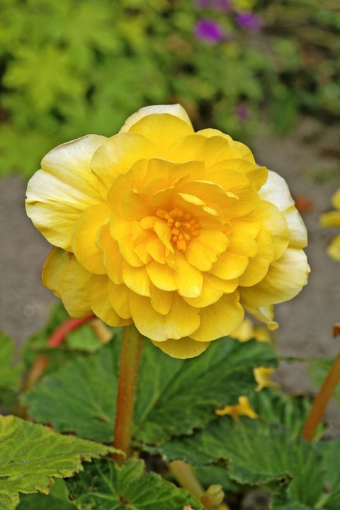 BULB BEGONIA DOUBLE YELLOW