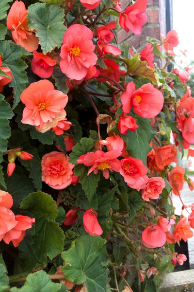 BULB BEGONIA PENDULA PINK