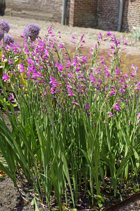 BULB, HARDY GLADIOLUS BYZANTIN