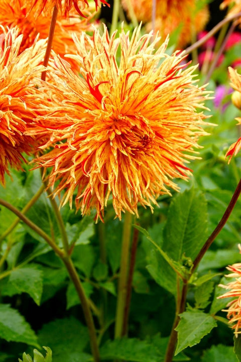 BULB, DAHLIA REJMANS FIRECRACK