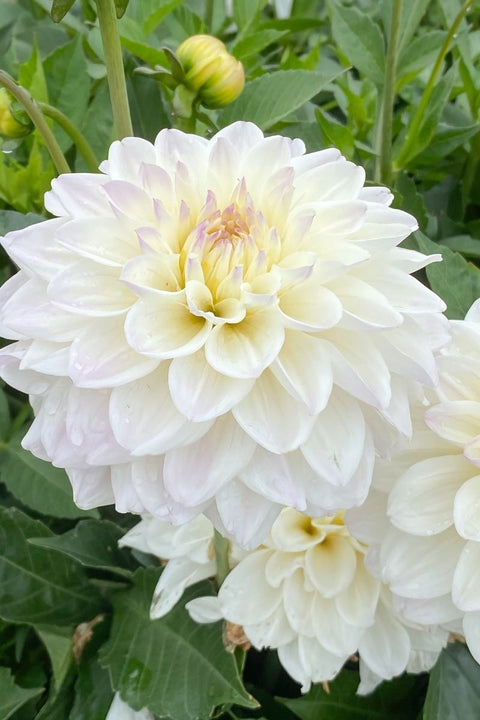 BULB, DAHLIA GOGO WHITE