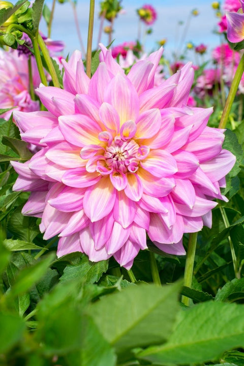 BULB DAHLIA DINNER PLATE STRAW