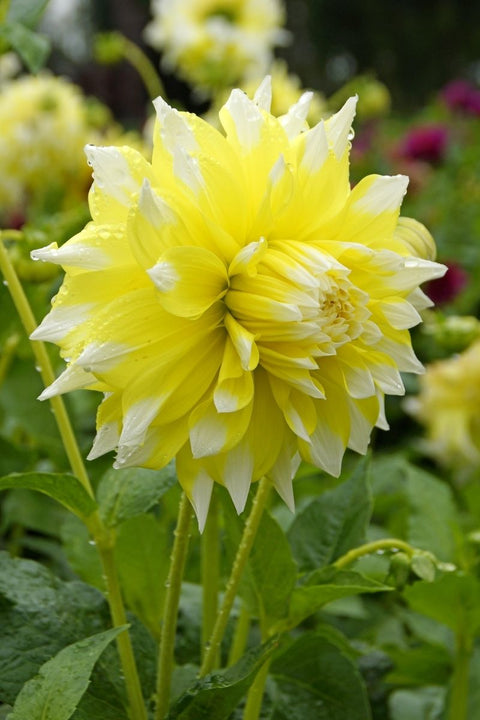 BULB DAHLIA DINNER PLATE GRAND