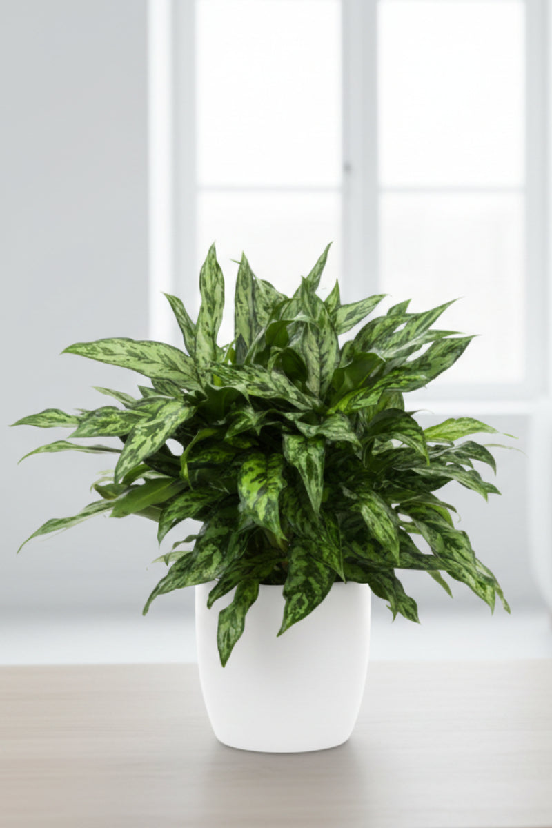 Chinese Evergreen, Romeo 10"