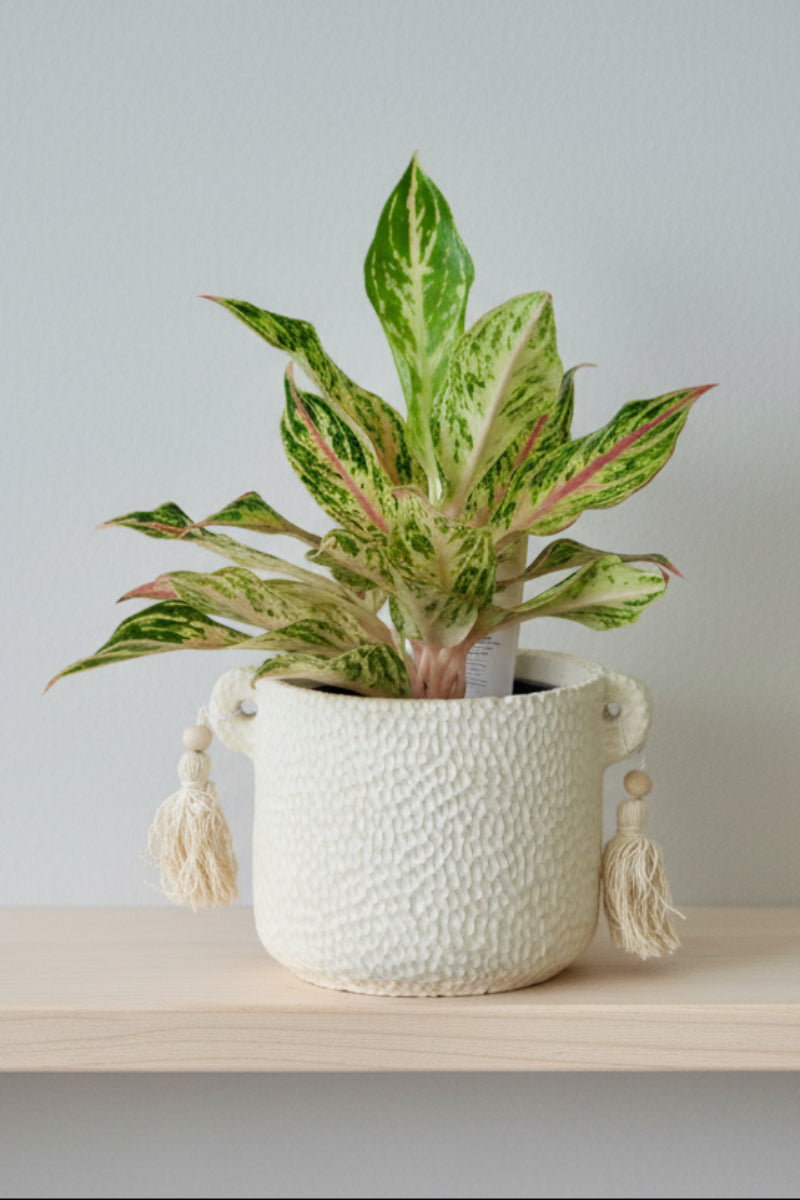 Chinese Evergreen, Dazzling Gem 5"