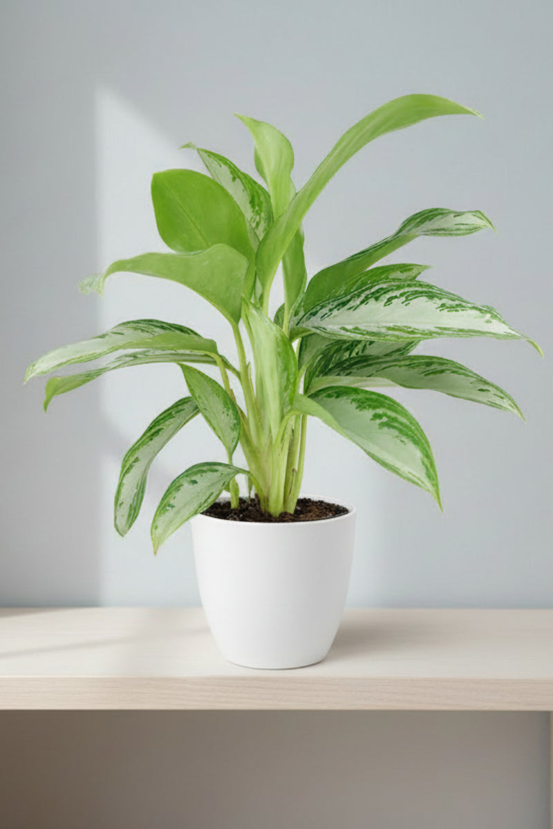 Chinese Evergreen, Leprechaun 6"