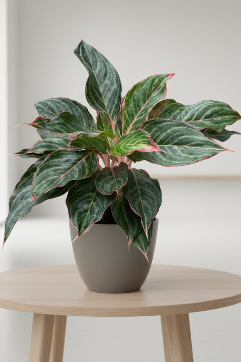 Chinese Evergreen, Moonstone 6"