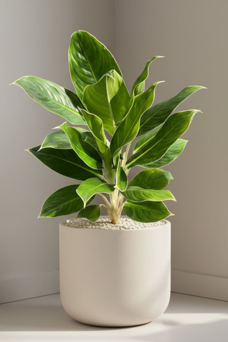 Chinese Evergreen, White Edge 10"