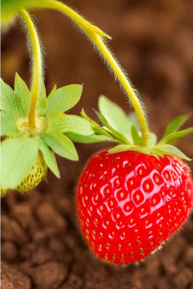 Chive Basket Kisses Strawberry Seeds