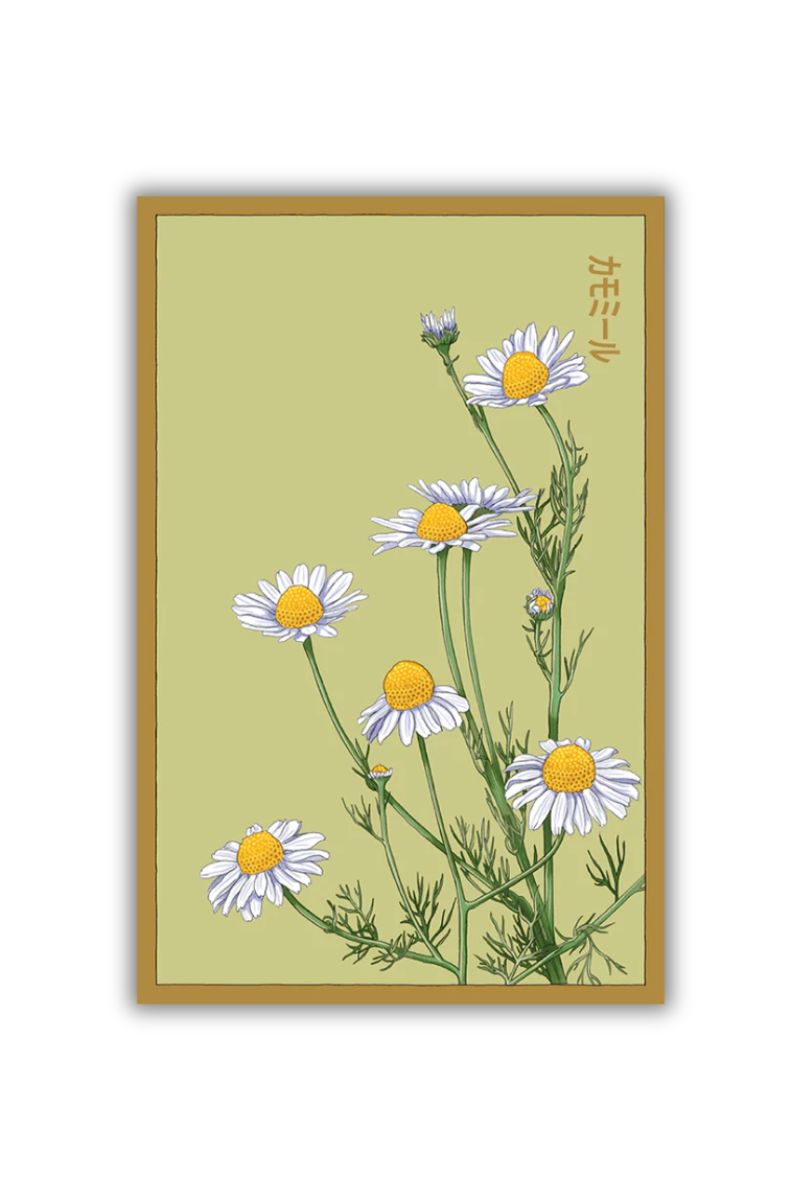 Chive Chamomile Flower Seeds